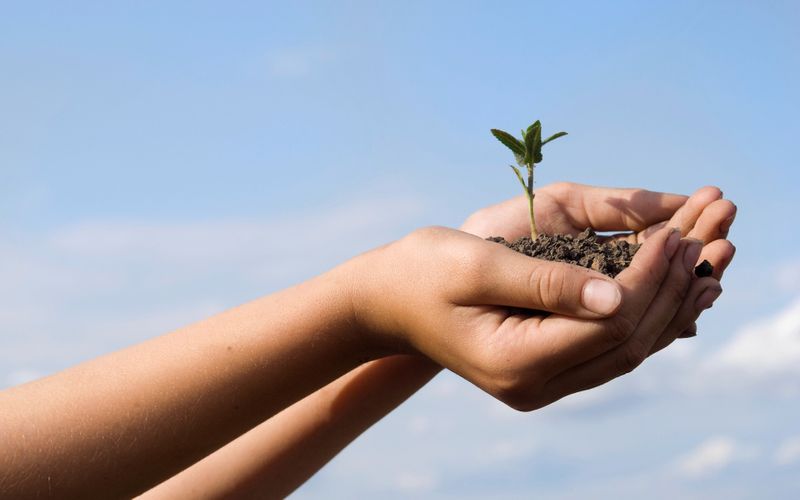 hands with seedling flipped